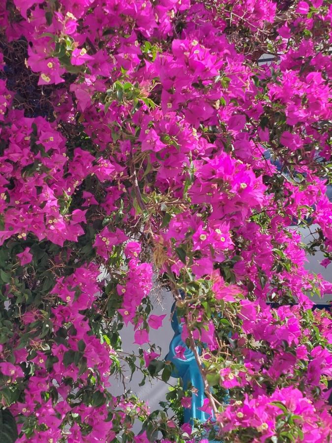 Doron Hotel Delfini Naxos City ภายนอก รูปภาพ